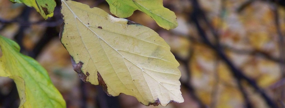 A golden autumn leaf against blurred fall foliage — Fall Is Ending